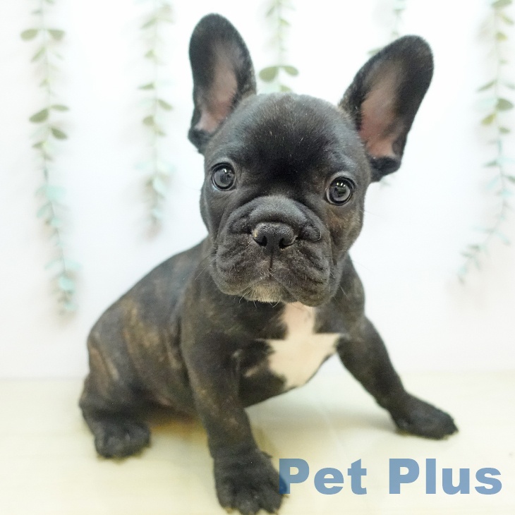 フレンチ・ブルドッグ