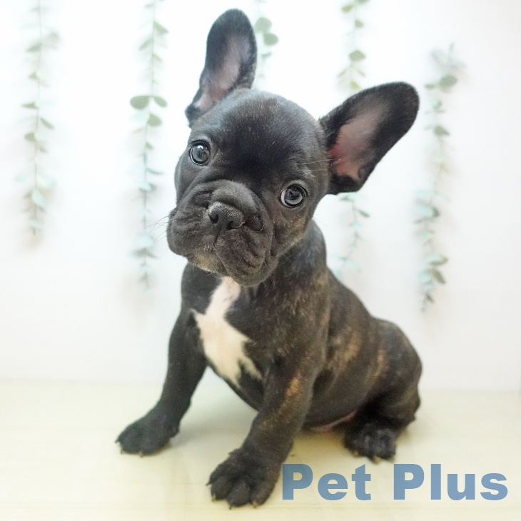 フレンチ・ブルドッグ