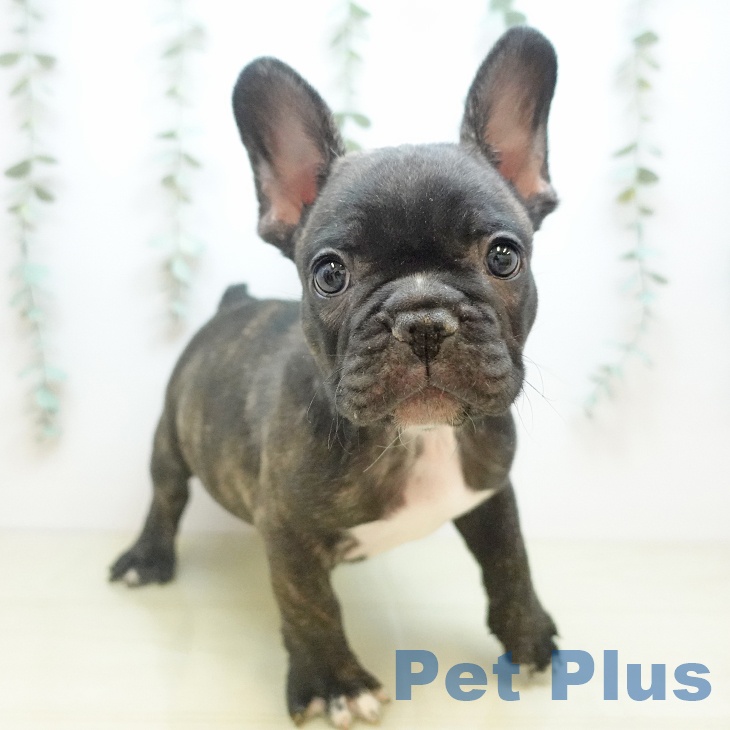 兵庫県のフレンチブルドッグ (ペットプラス 明石店/2025年10月7日生まれ/男の子/ブリンドル)の子犬の1枚目の画像