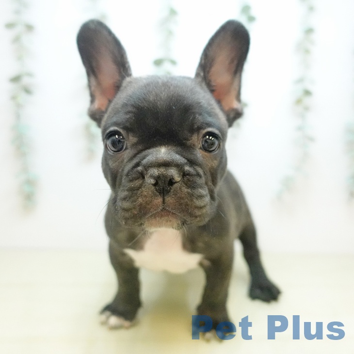兵庫県のフレンチブルドッグ (ペットプラス 明石店/2025年10月7日生まれ/男の子/ブリンドル)の子犬の2枚目の画像