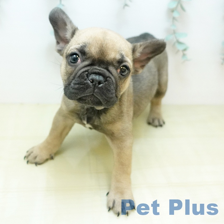 大阪府のフレンチブルドッグ (ペットプラス イオン大日店/2025年10月8日生まれ/女の子/フォーン)の子犬の1枚目の画像