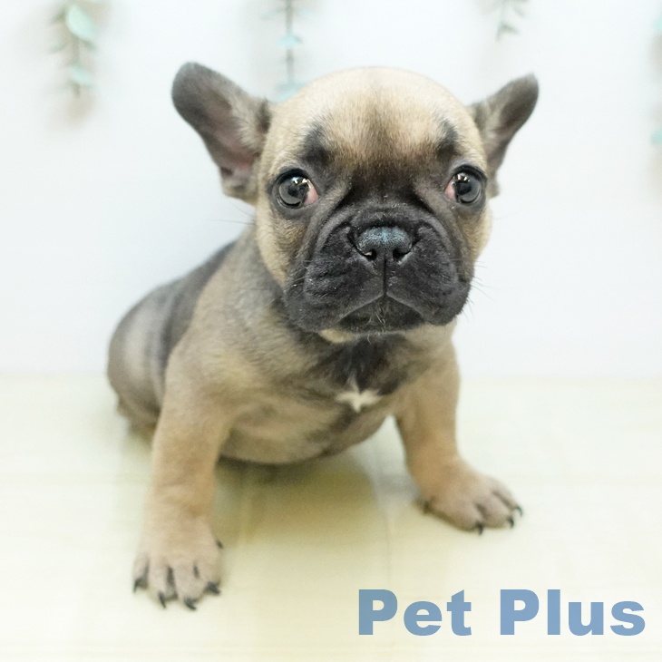 大阪府のフレンチブルドッグ (ペットプラス イオン大日店/2025年10月8日生まれ/女の子/フォーン)の子犬の2枚目の画像