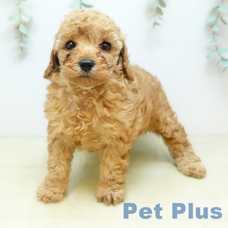 トイ・プードル