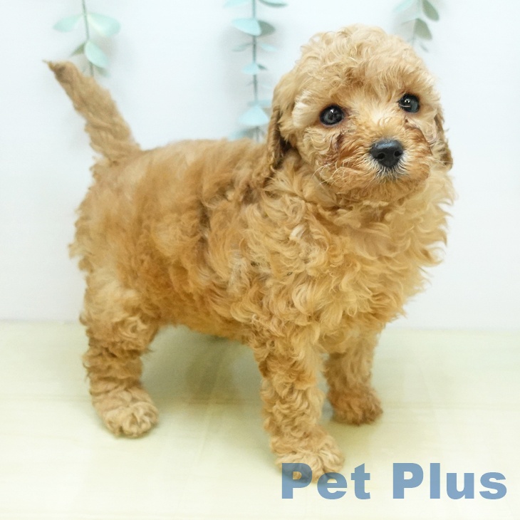 トイ・プードル