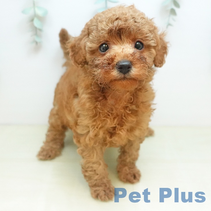 トイ・プードル