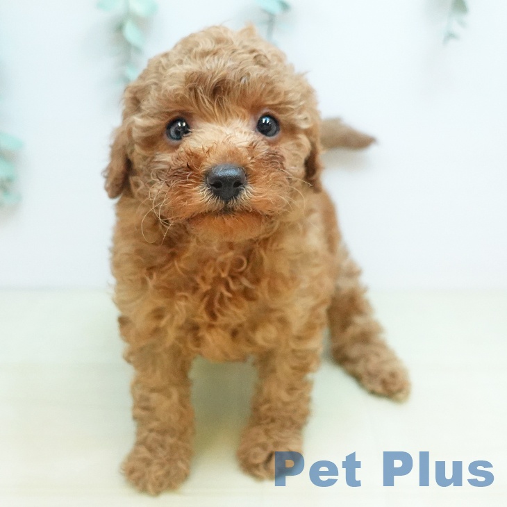 トイ・プードル