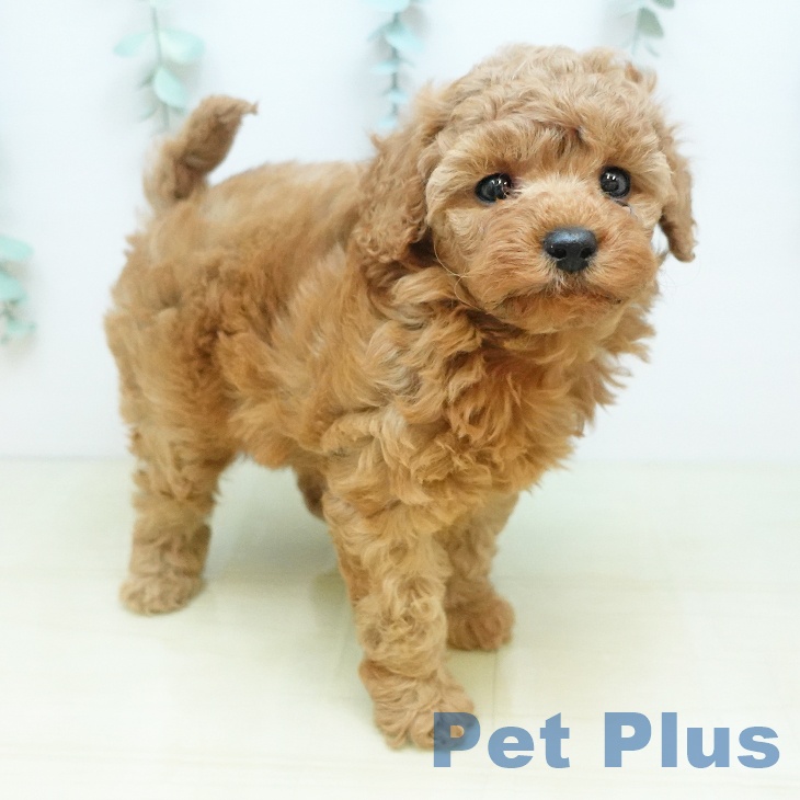 トイ・プードル