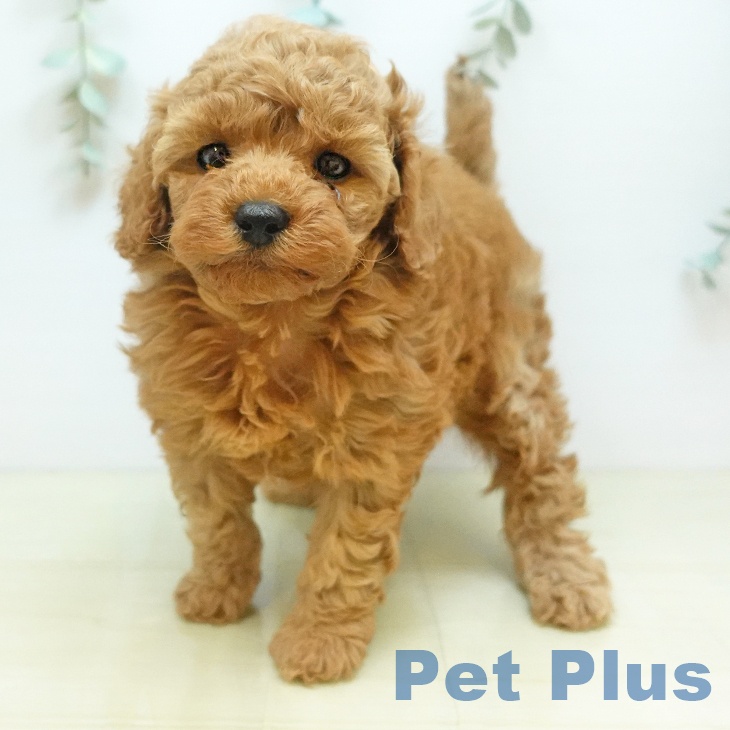 トイ・プードル