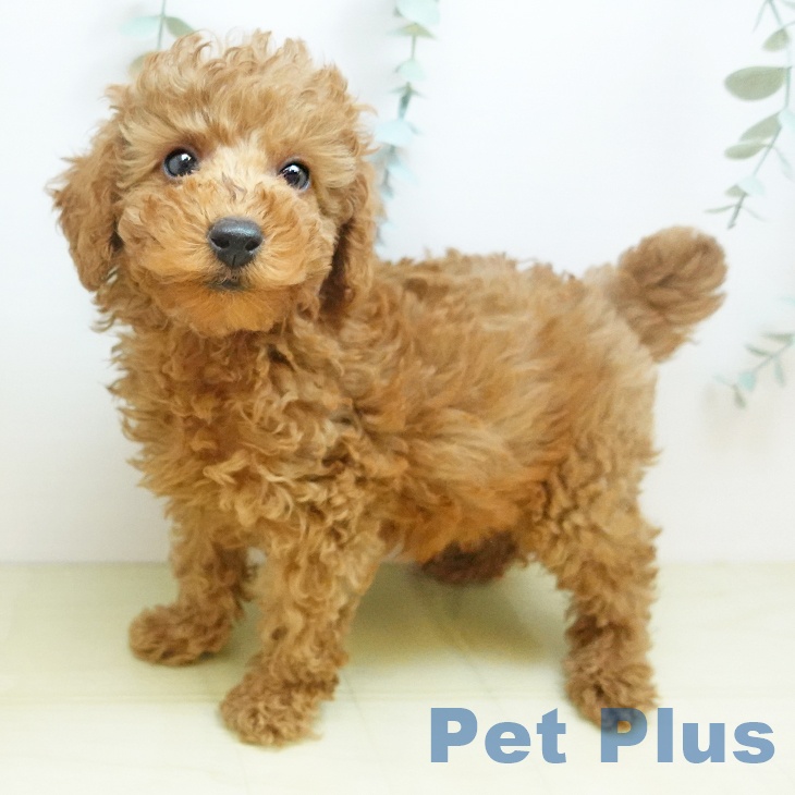 トイ・プードル