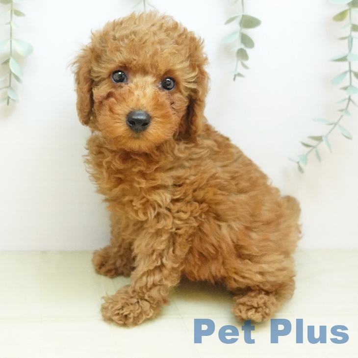 岡山県のトイプードル(トイ) (ペットプラス 岡山店/2025年10月3日生まれ/男の子/レッドフォーン)の子犬の1枚目の画像