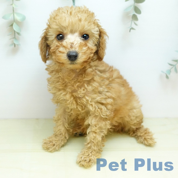 トイ・プードル