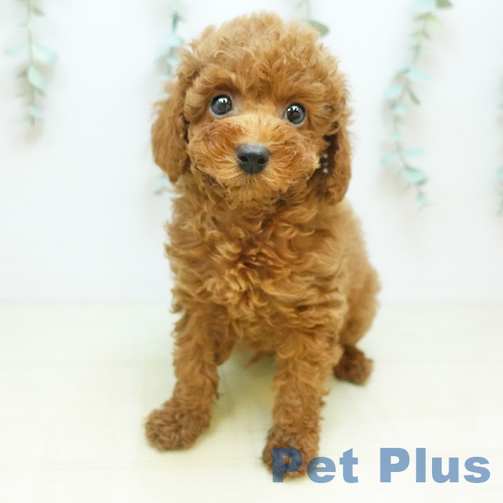 トイ・プードルの写真1