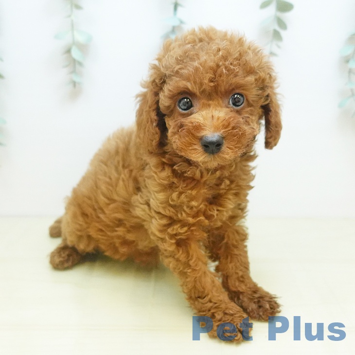 トイ・プードルの写真2