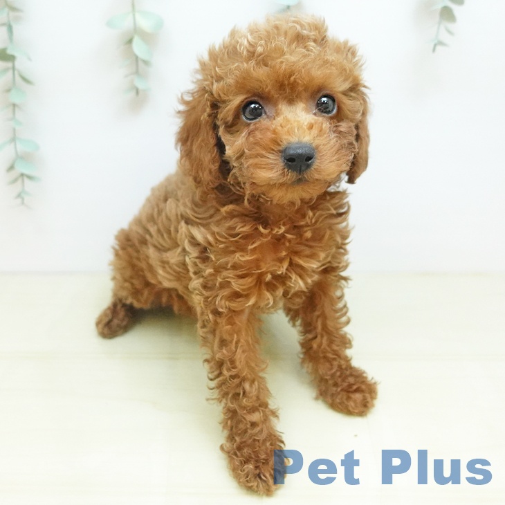 香川県のトイプードル(トイ) (ペットプラス 綾川店/2025年10月5日生まれ/男の子/オレンジフォーン)の子犬の2枚目の画像
