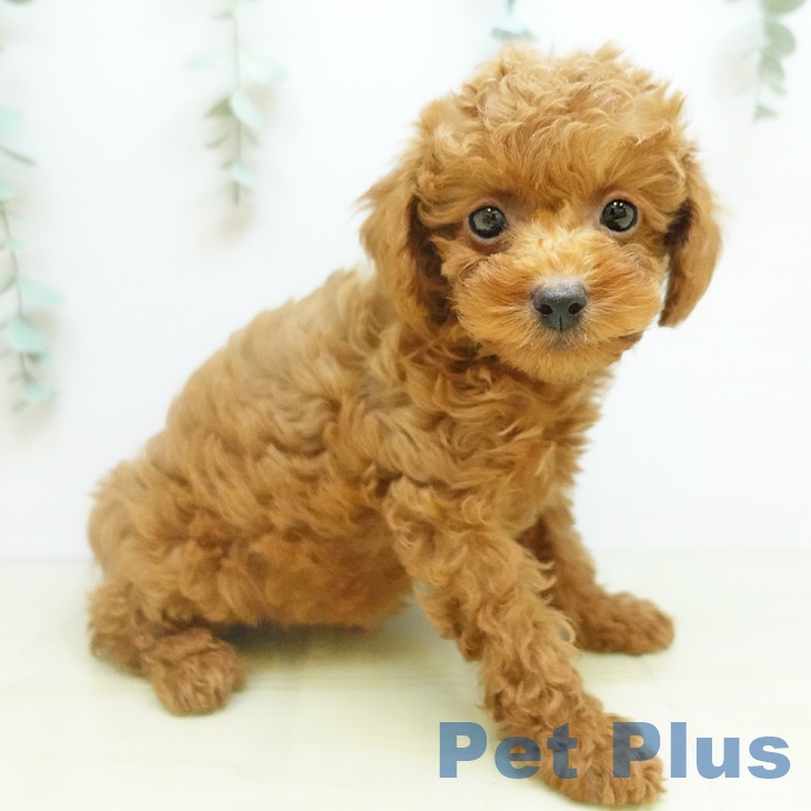 トイ・プードル