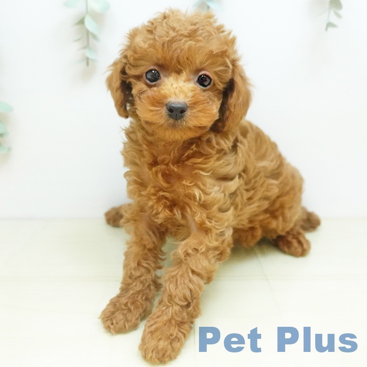 トイ・プードル