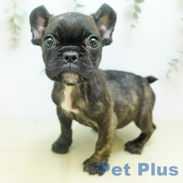 茨城県のフレンチブルドッグ (ペットプラス つくば店/2025年10月3日生まれ/女の子/ブリンドル)の子犬の1枚目の画像