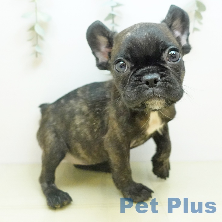 茨城県のフレンチブルドッグ (ペットプラス つくば店/2025年10月3日生まれ/女の子/ブリンドル)の子犬の2枚目の画像