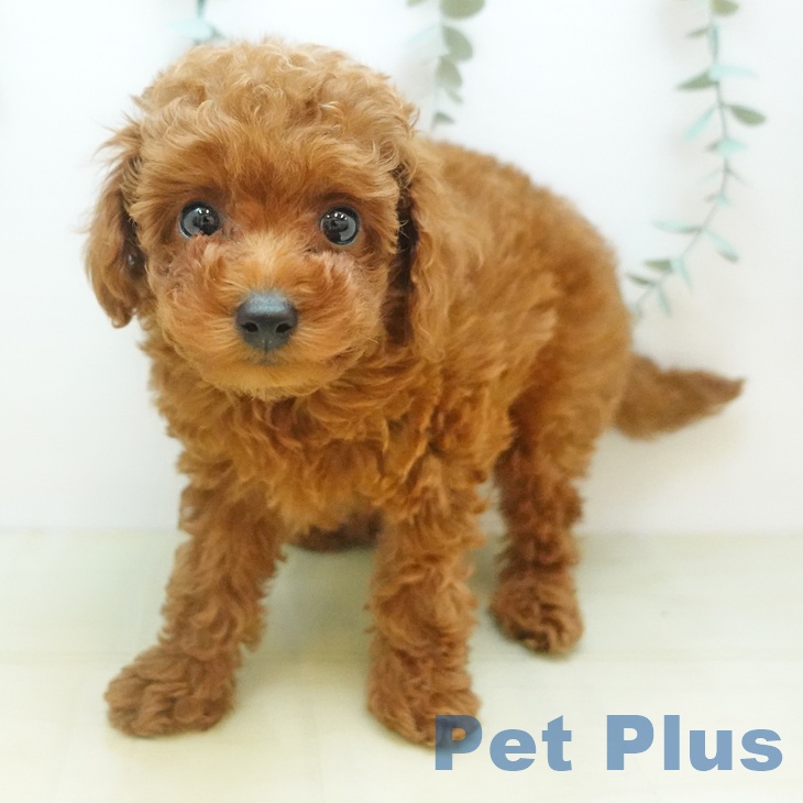 トイ・プードル