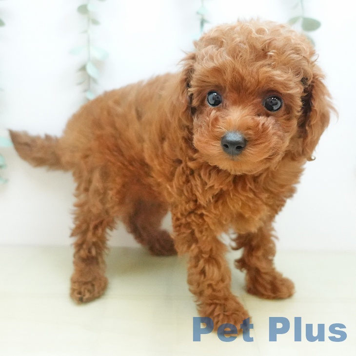 トイ・プードル