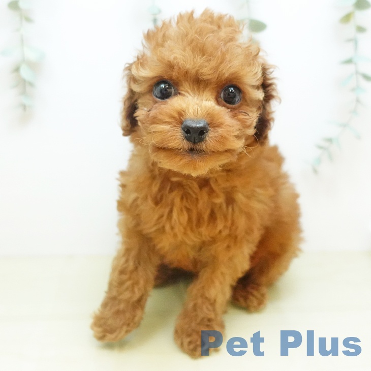 トイ・プードル