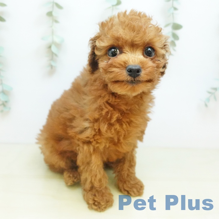 トイ・プードル