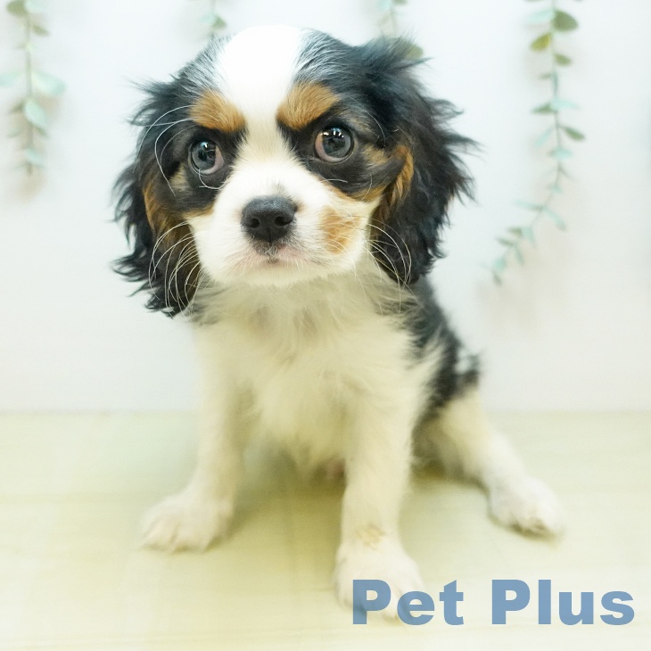 キャバリア・キングチャールズ・スパニエル