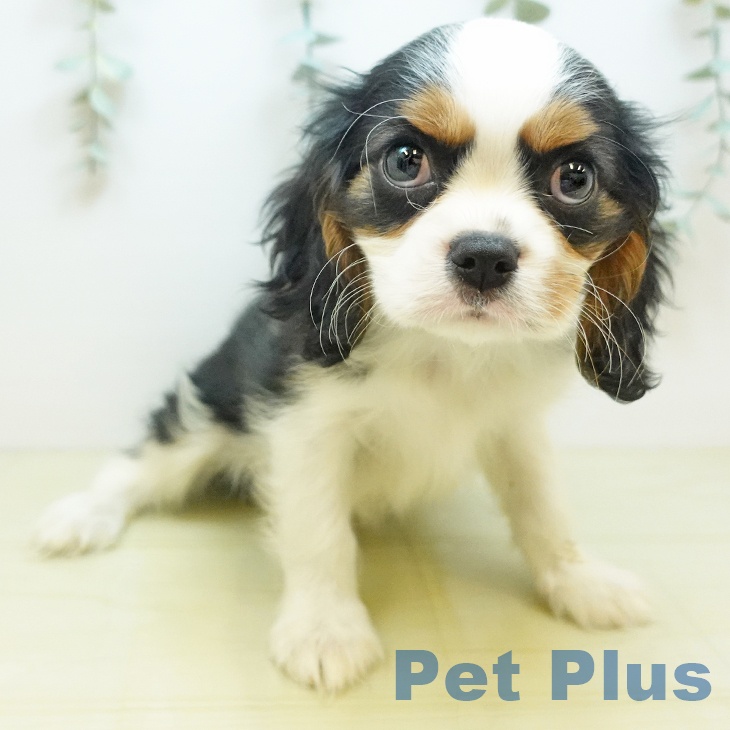 キャバリア・キングチャールズ・スパニエル