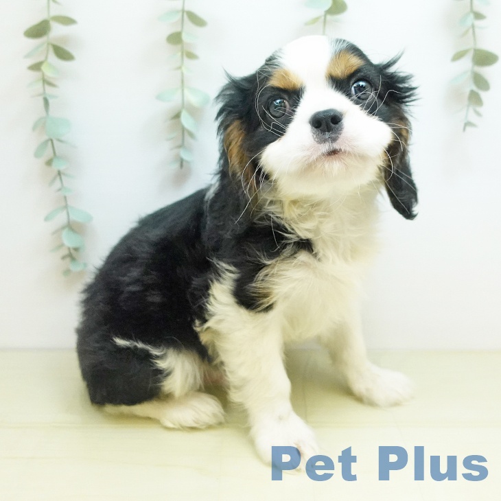 千葉県のキャバリアキングチャールズスパニエル (ペットプラス 幕張新都心店/2025年10月6日生まれ/男の子/トライカラー)の子犬