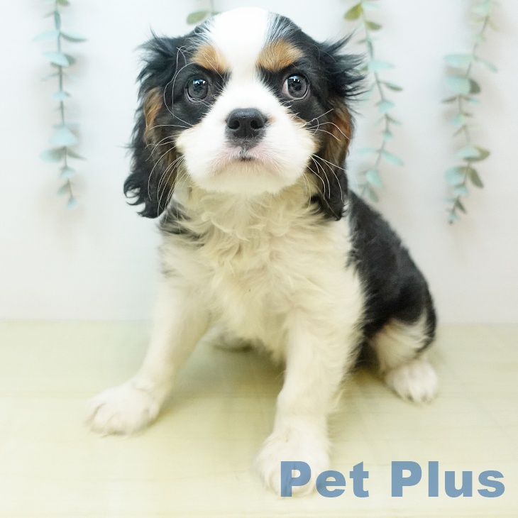 千葉県のキャバリアキングチャールズスパニエル (ペットプラス 幕張新都心店/2025年10月6日生まれ/男の子/トライカラー)の子犬の2枚目の画像