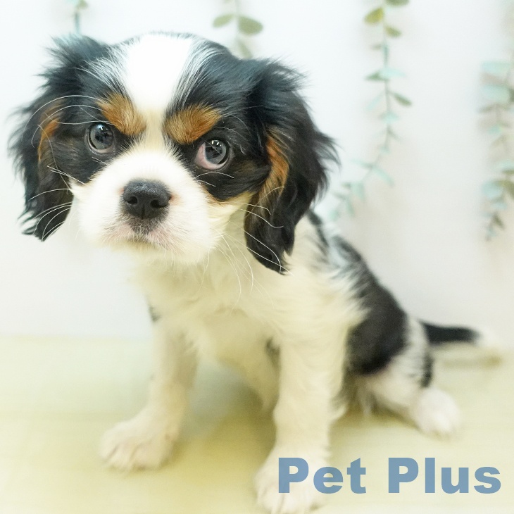 宮城県のキャバリアキングチャールズスパニエル (ペットプラス 仙台上杉店/2025年10月6日生まれ/男の子/トライカラー)の子犬の2枚目の画像