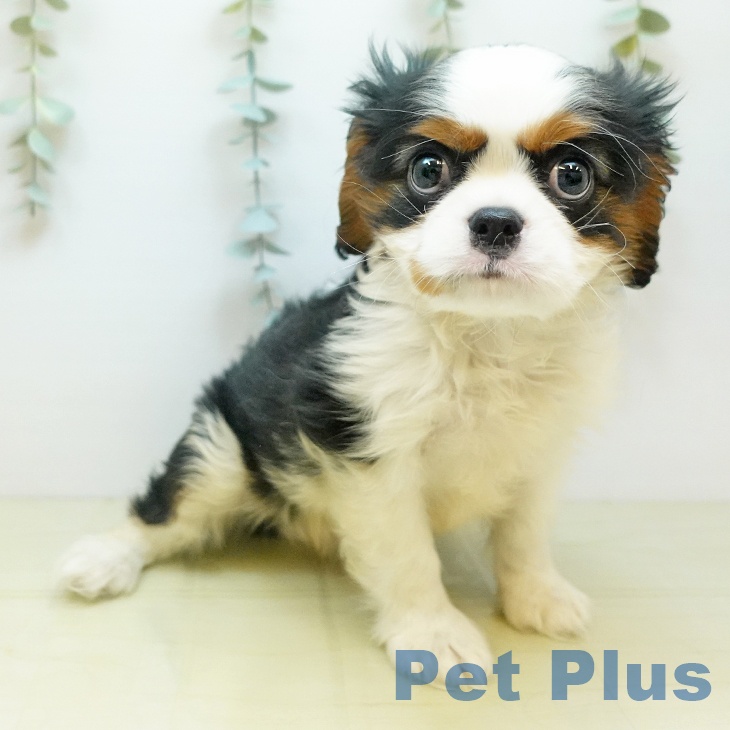 キャバリア・キングチャールズ・スパニエル