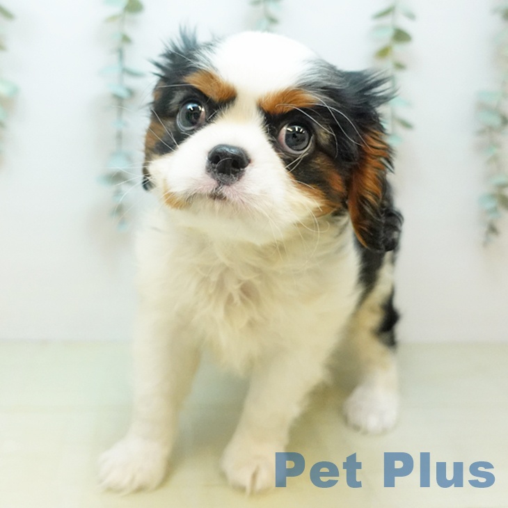 埼玉県のキャバリアキングチャールズスパニエル (ペットプラス 羽生店/2025年10月10日生まれ/男の子/トライカラー)の子犬の2枚目の画像