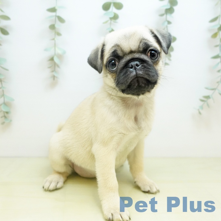 千葉県のパグ (ペットプラス 幕張新都心店/2025年10月6日生まれ/女の子/フォーン)の子犬