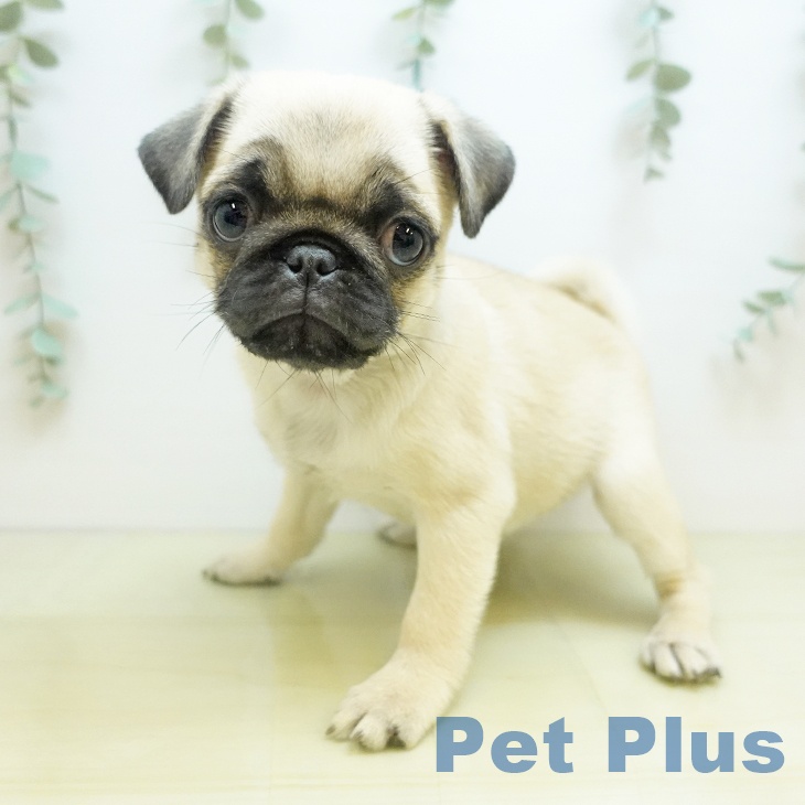 千葉県のパグ (ペットプラス 幕張新都心店/2025年10月6日生まれ/女の子/フォーン)の子犬の2枚目の画像