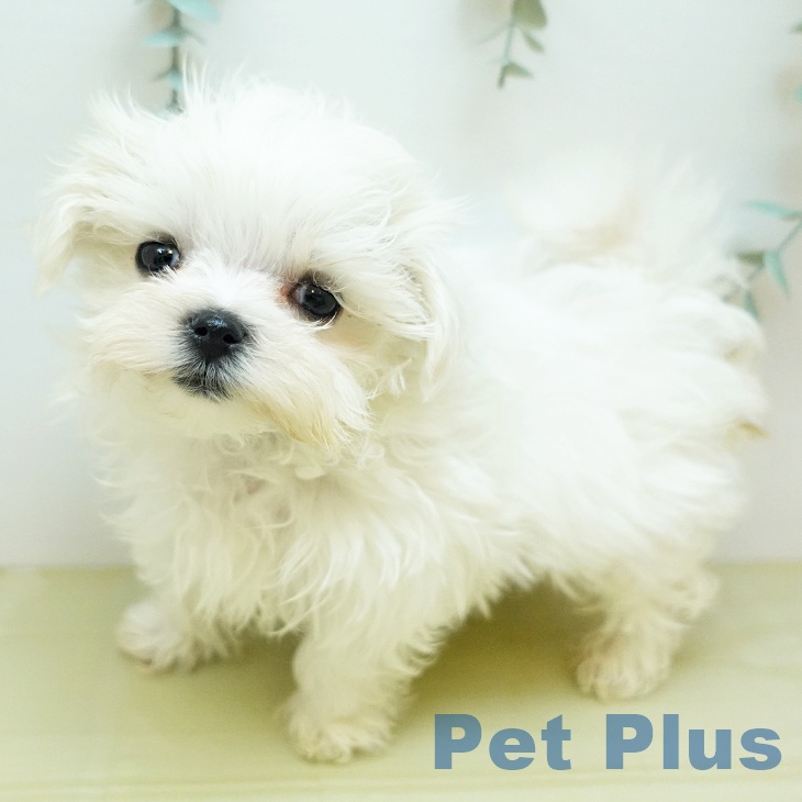 香川県のマルチーズ (ペットプラス 綾川店/2025年10月3日生まれ/女の子/ホワイト)の子犬の1枚目の画像