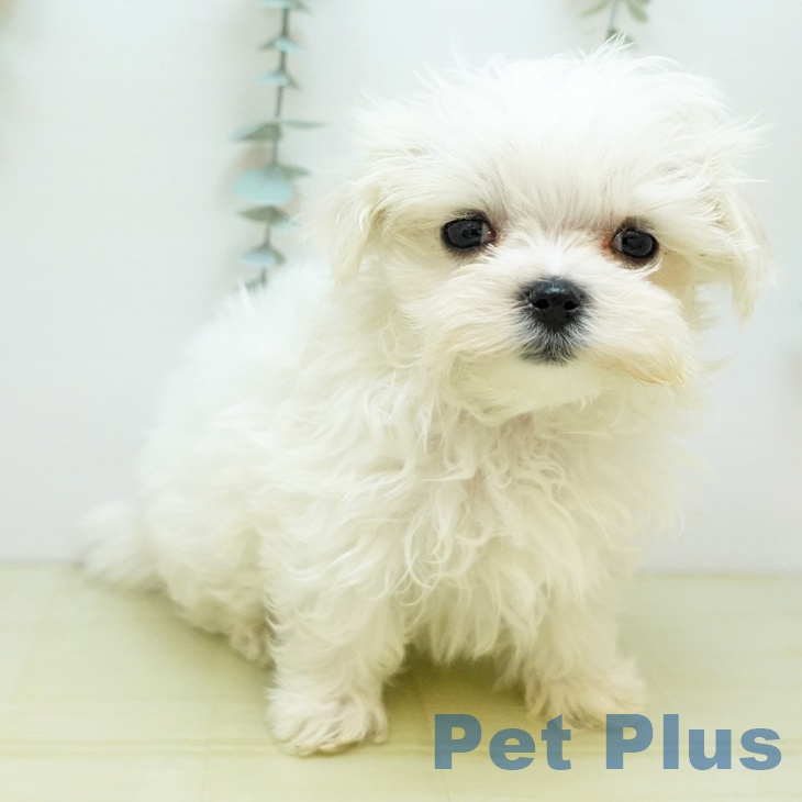 香川県のマルチーズ (ペットプラス 綾川店/2025年10月3日生まれ/女の子/ホワイト)の子犬の2枚目の画像