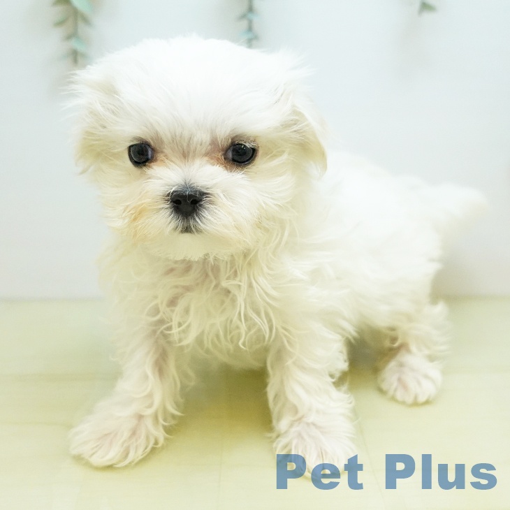 マルチーズの写真2