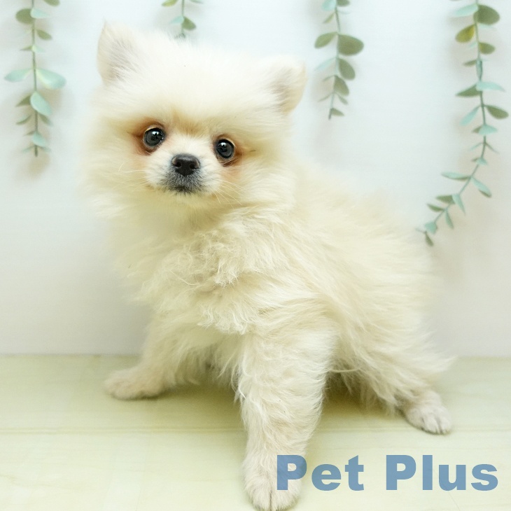 埼玉県のポメラニアン (ペットプラス コクーンシティ店/2025年10月5日生まれ/男の子/クリーム)の子犬の1枚目の画像