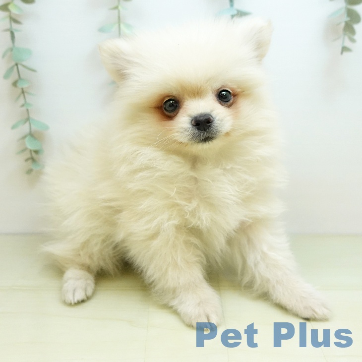 埼玉県のポメラニアン (ペットプラス コクーンシティ店/2025年10月5日生まれ/男の子/クリーム)の子犬の2枚目の画像