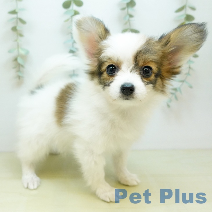山梨県のパピヨン (ペットプラス 甲府国母店/2025年10月6日生まれ/女の子/ホワイトブラウン)の子犬の1枚目の画像