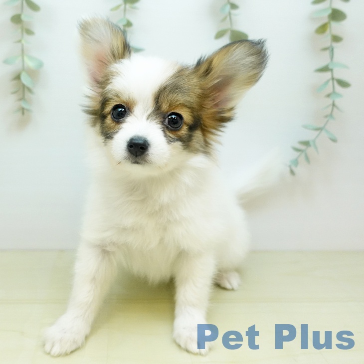 山梨県のパピヨン (ペットプラス 甲府国母店/2025年10月6日生まれ/女の子/ホワイトブラウン)の子犬の2枚目の画像