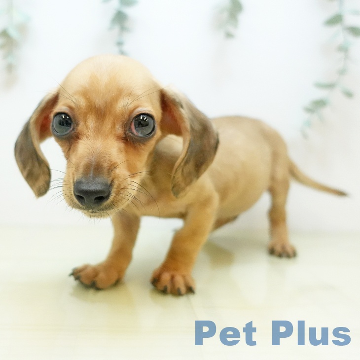 鳥取県のカニンヘンダックスフンド(ロング) (ペッツワン 日吉津店/2025年10月5日生まれ/男の子/シェーデットイエロー)の子犬の1枚目の画像