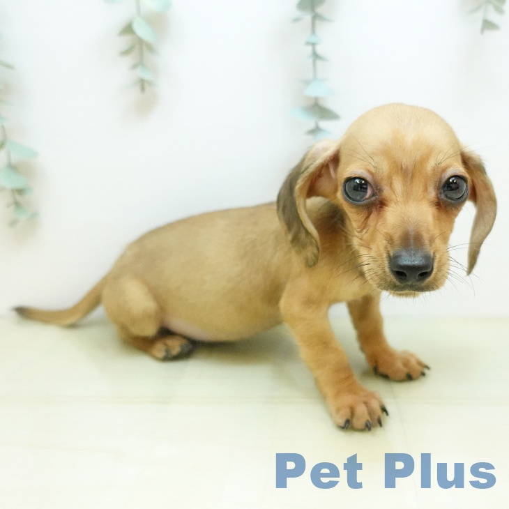 鳥取県のカニンヘンダックスフンド(ロング) (ペッツワン 日吉津店/2025年10月5日生まれ/男の子/シェーデットイエロー)の子犬の2枚目の画像