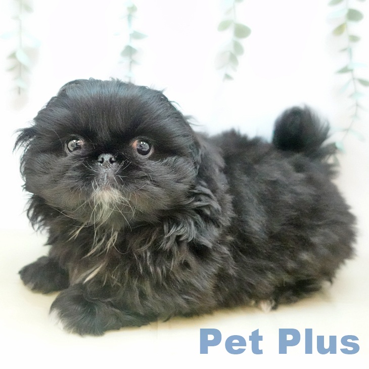 埼玉県のペキニーズ (ペッツワン 吉川美南店/2025年10月10日生まれ/男の子/ブラック)の子犬の1枚目の画像