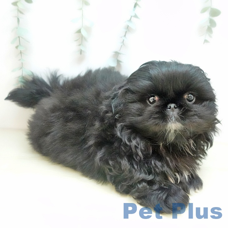 埼玉県のペキニーズ (ペッツワン 吉川美南店/2025年10月10日生まれ/男の子/ブラック)の子犬の2枚目の画像