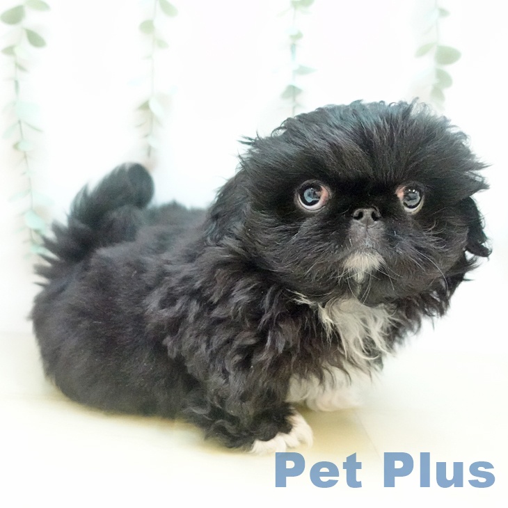 神奈川県のペキニーズ (ペットプラス ゆめが丘ソラトス店/2025年10月10日生まれ/男の子/ブラック)の子犬の1枚目の画像