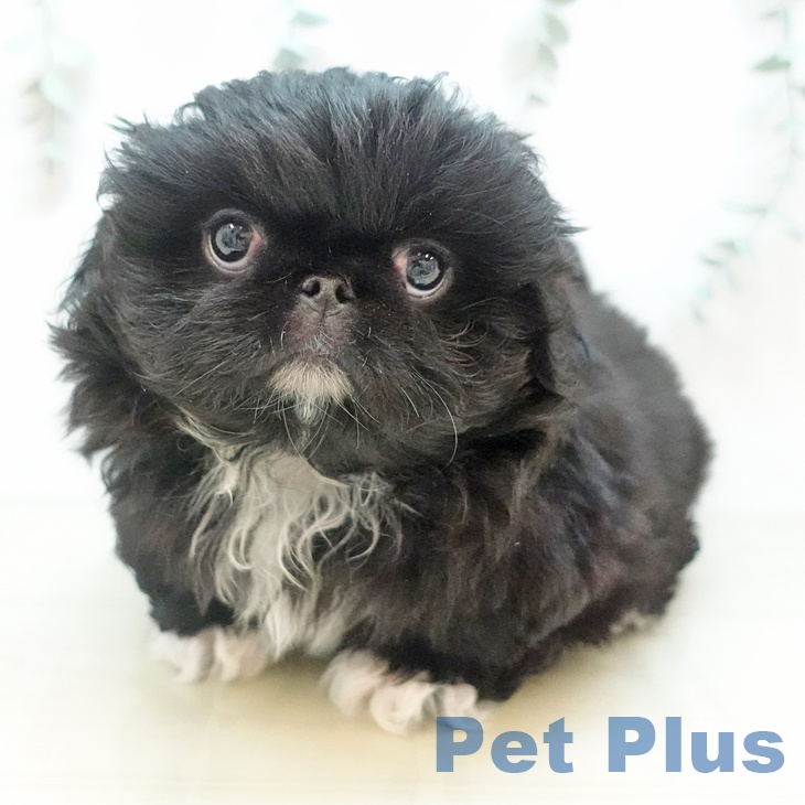 神奈川県のペキニーズ (ペットプラス ゆめが丘ソラトス店/2025年10月10日生まれ/男の子/ブラック)の子犬の2枚目の画像