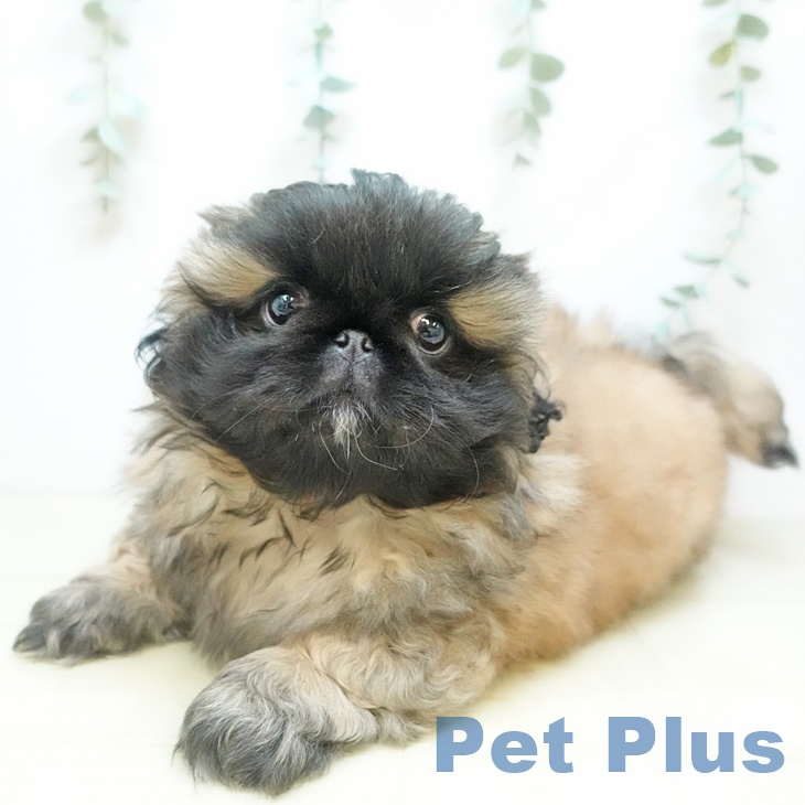 埼玉県のペキニーズ (ペットプラス 浦和美園店/2025年10月10日生まれ/男の子/フォーンブラックマスク)の子犬