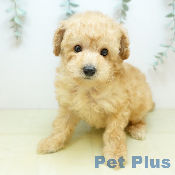 トイ・プードル